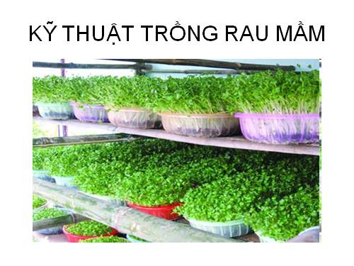 Bài: Trồng rau theo quy trình an toàn