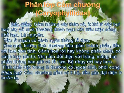 bộ cẩm chướng, phân lớp sổ