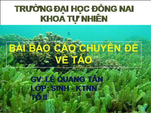 tảo