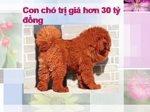 Chó có giá 3 tỷ đồng