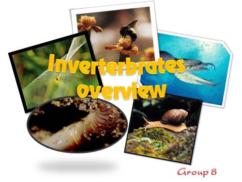 Invertebrates