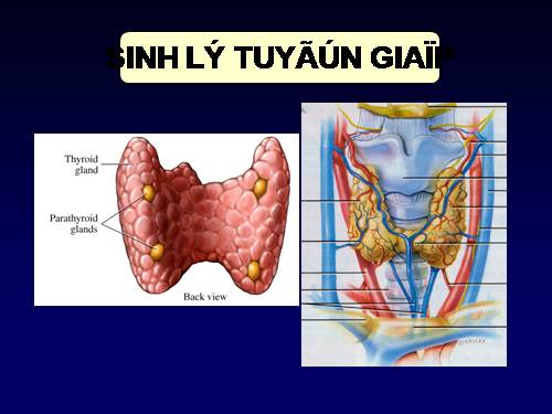 sinh li tuyen yen