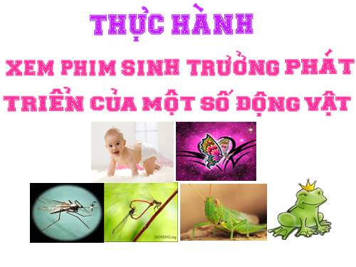 bai 40-thuc hanh xem phim về ST và PT ở động vật