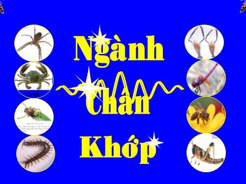 bai: các phân lớp của ngành chân khớp