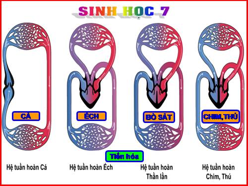 hình ảnh và hoạt động hệ tuần hoàn