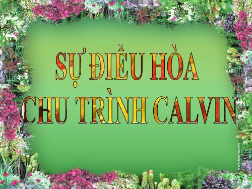 chu trinh calvin
