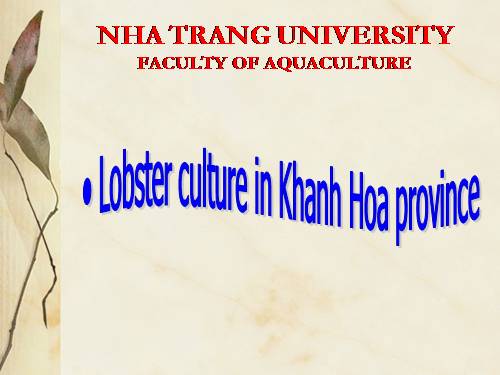 Lobster culture in Khanh Hoa province (English for aquaculture)