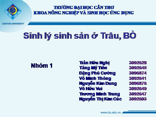 sinh ly sinh san o trau bo