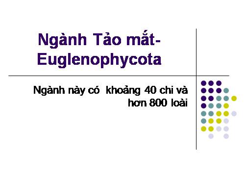 tao hoc. ngành tảo mắt