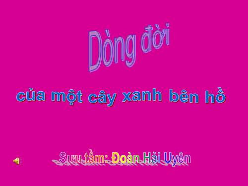 DÒNG ĐỜI CỦA MỘT CÂY XANH BÊN HỒ TÂY.