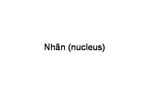 NHÂN TẾ BÀO (NUCLEUS)