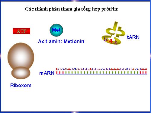 Bai 19. Moi quan he giua gen va tinh trang