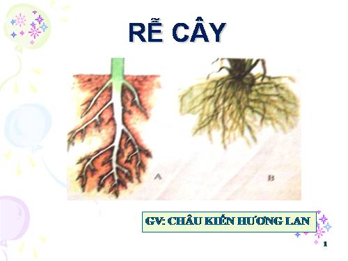 RỄ CÂY