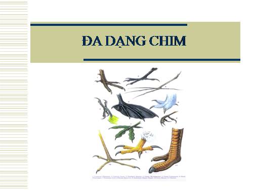 ĐA DẠNG CHIM O NEW DILAN