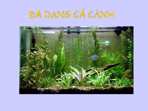 ĐA DẠNG CÁ CANH