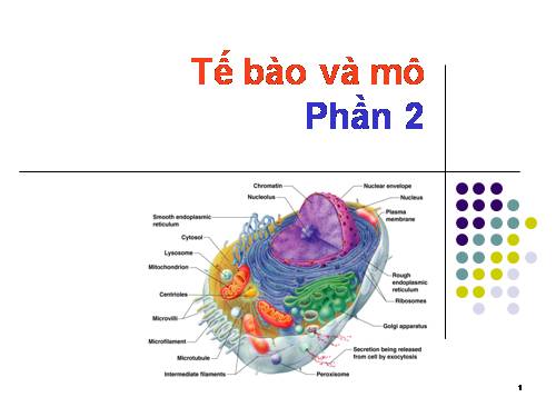 TẾ BÀO VA MÔ (PHÂN 2)