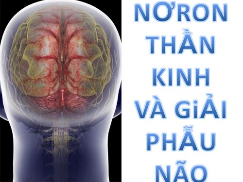 cấu tạo nơ ron thần kinh