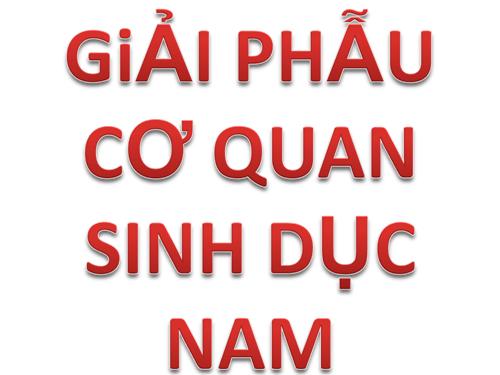 ÁT LÁT CƠ QUAN SINH DỤC NAM.