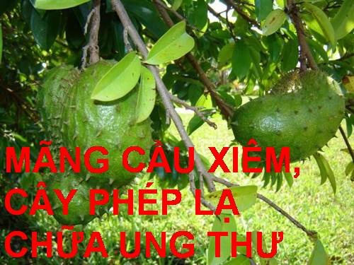 MÃNG CẦU XIÊM CHỮA UNG THƯ!