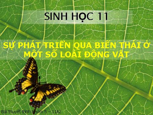 sinh 11