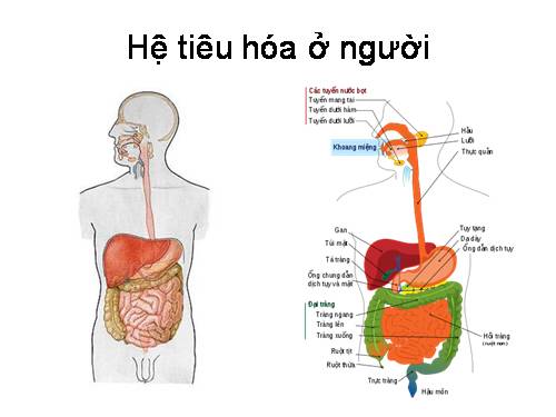 ảnh hệ tiêu hóa