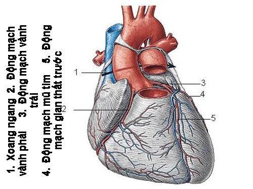 Hiến dâng Tim em cho anh hết luôn nè!!!!