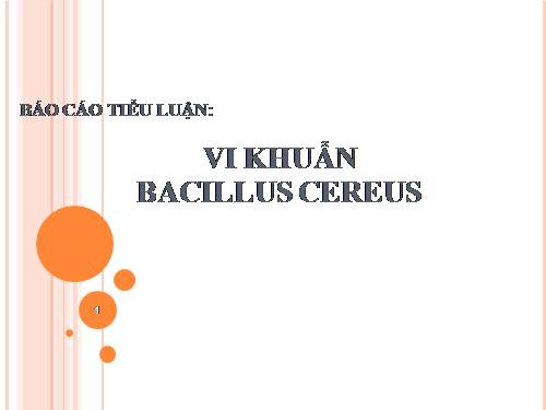 Vi khuẩn Bacillus cereus