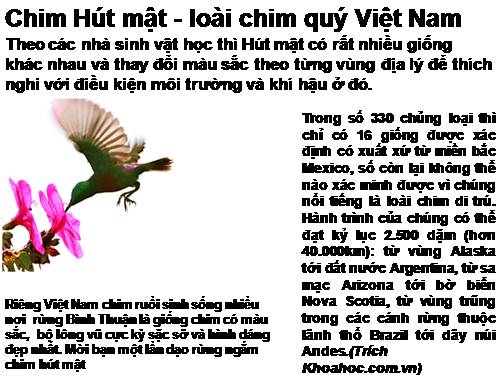 các loài chim hút mật ở VIỆT NAM