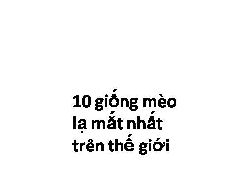mèo!!!