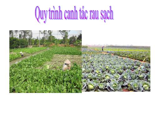 TRỒNG RAU SẠCH