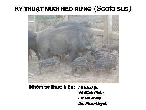 NUÔI HEO RỪNG