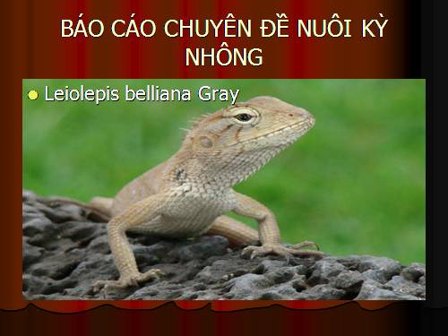 NUÔI KỲ NHÔNG