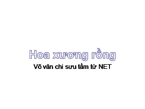 ảnh đẹp hoa xương rồng