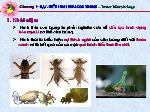 chuong 1 : hinh thai