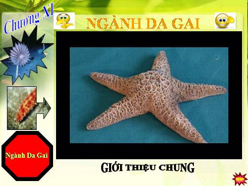 Đặc điểm chung ngành Da gai