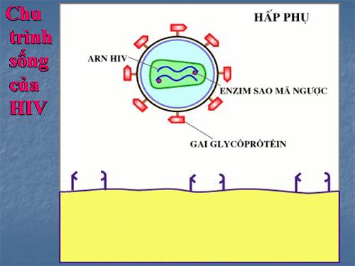 Chu trình sống của HIV