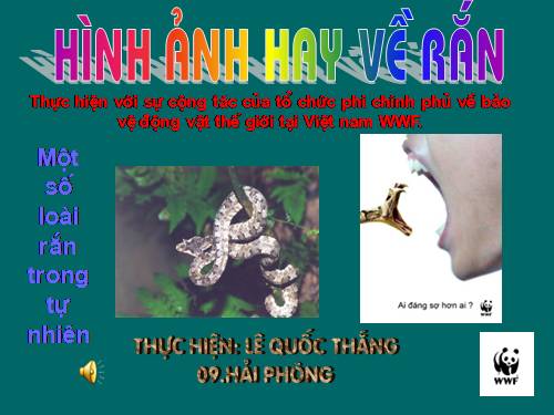 hình ảnh về rắn