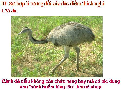 thích nghi- Hà Quỳnh Trang