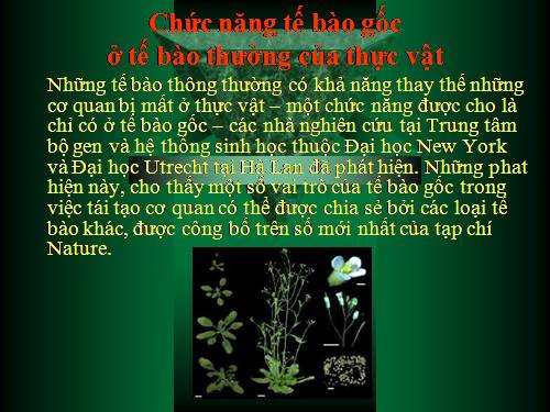 chức năng tế bào gốc ở tb thường thực vật