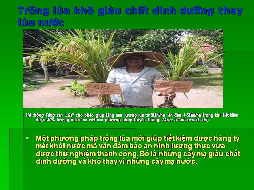 Trồng lúa khô giàu chất dinh dưỡng thay lúa nước