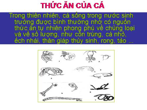 Thức ăn của cá