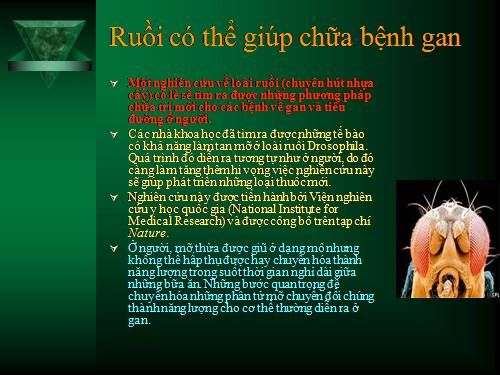 Ruồi có thể giúp chữa bệnh gan