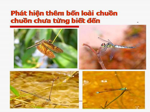 Phát iện thêm 4 loài chuồn chuồn