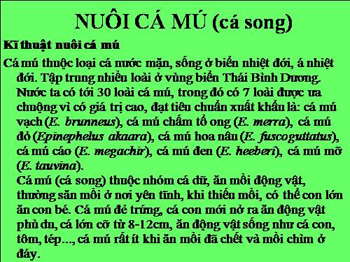 Kỹ thuật nuôi cá mú (cá song)