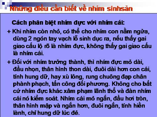 Những điều cần biết về nhím sinh sản