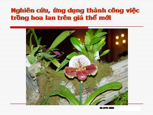 Trồng hoa lan trên giá thể mới