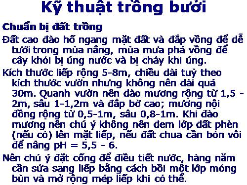 Kỹ thuật trồng bưởi