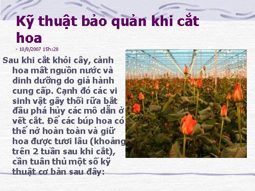 Kỹ thuật bảo quản khi cắt hoa