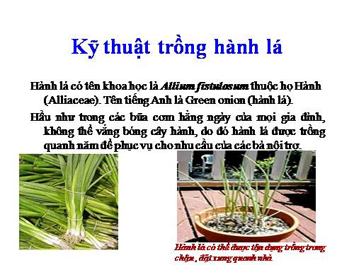 Kỹ thuật trồng hành