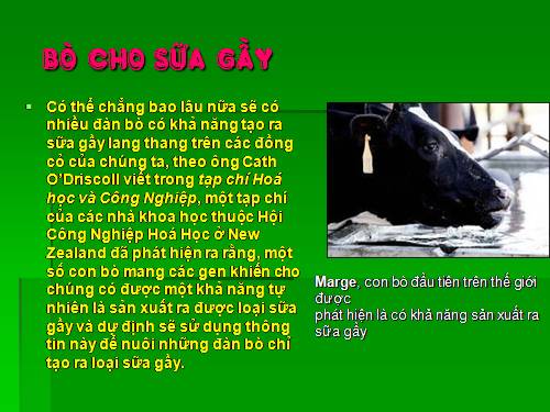 bo cho sua gay